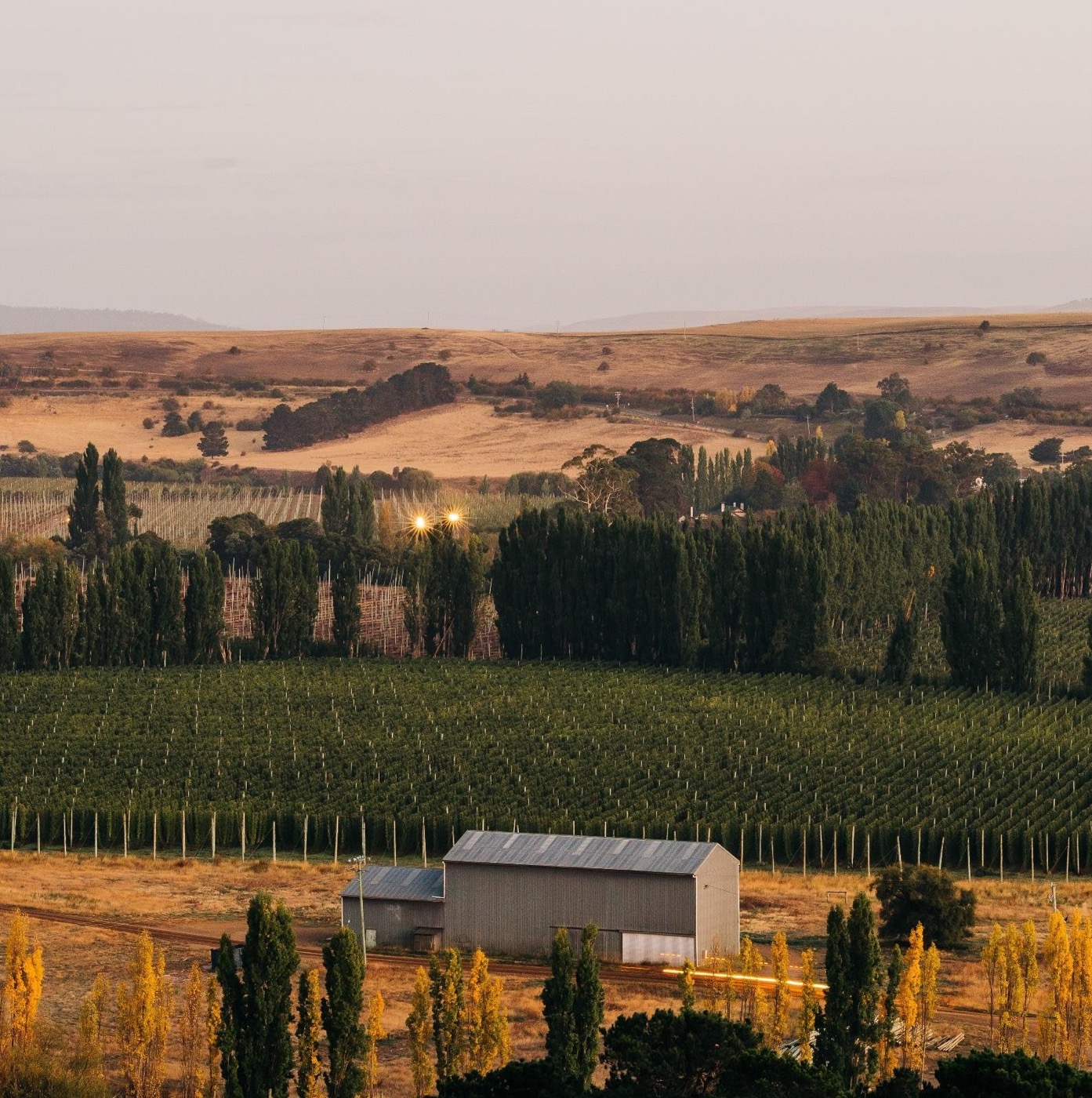 Hop field at harvest